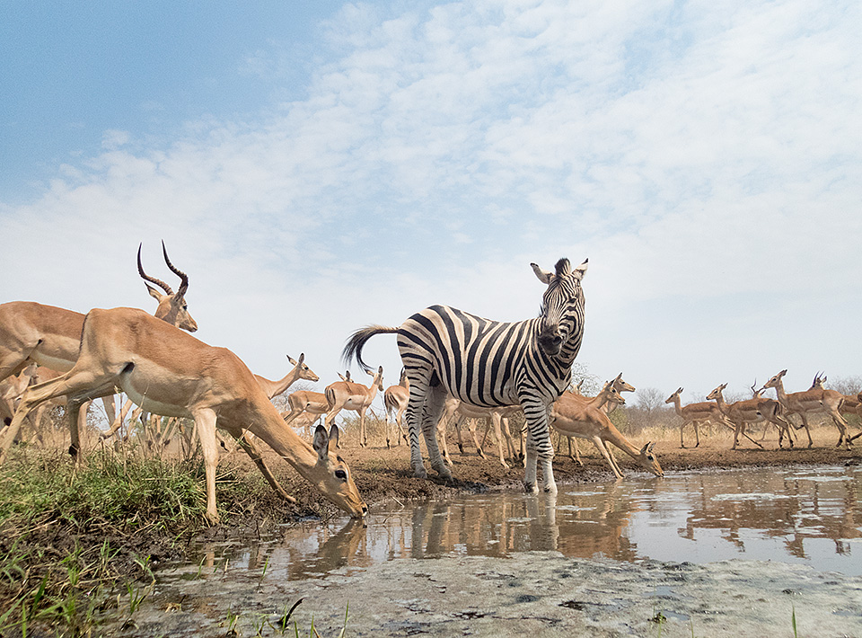 Zebra and Impala at water